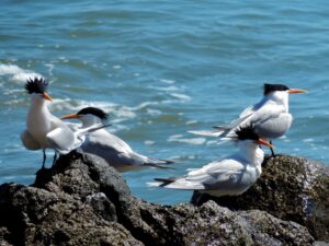 Copia de Copy of PUNTA SAYULITA (273) - Copy