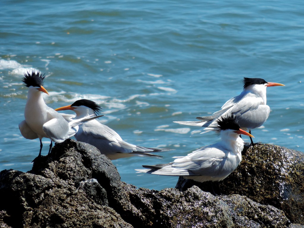 Copia de Copy of PUNTA SAYULITA (273) - Copy
